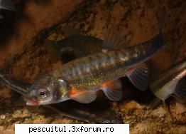 Ce peste este? - Eu inclin sa cred ca este boistean. Clipul mi s-a - DISCUTII DIVERSE DESPRE PESCUIT