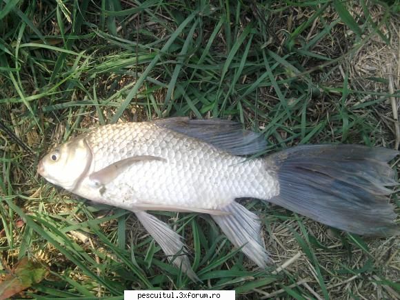 Ce peste este acesta? - Ma poate lamuri cineva? - SPECII DE PESTI