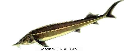 Cega - Totul depre cega - Denumire: Cega( Acipenser ruthenus ) Familia - SPECII DE PESTI