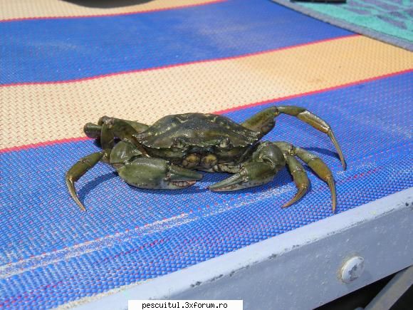 Cei mai putin buni pescari de pe site... - Iar asta e un crab de Adriatica - CAFENEA - DISCUTII OFF TOPIC