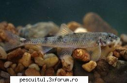 Chetrarul - Chetrarul Chetrarul Gobio uranoscopus Denumiri - SPECII DE PESTI