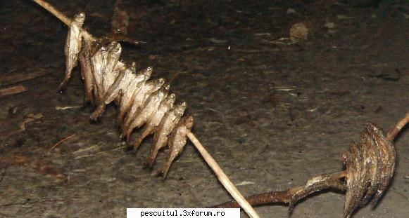 Chipsuri - Modigliani - RETETE - bors de peste , peste la gratar , peste la cuptor ....