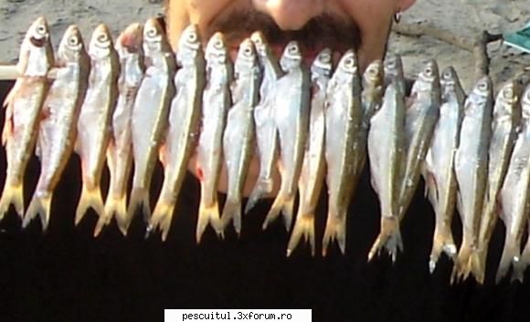 Chipsuri - Modigliani - RETETE - bors de peste , peste la gratar , peste la cuptor ....
