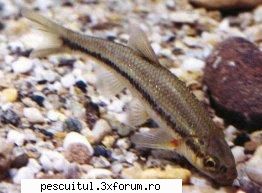 Clean - Pescuitul cleanului - Totul despre clean - Cleanul dungat (Leuciscus souffia - SPECII DE PESTI