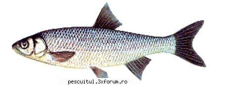 Cleanul mic - Pescuitul cleanului mic - Modigliani - SPECII DE PESTI