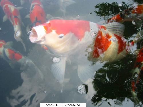 Crap KOI - Istoria crapului japonez * Cel mai vechi stramos - SPECII DE PESTI