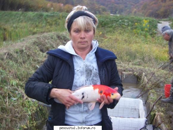 Crap KOI - Daca va intereseaza va pot oferii crap koi si - SPECII DE PESTI
