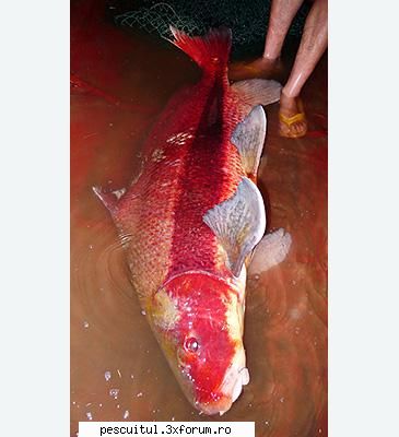Crap KOI - Recordul mondial category: other methods weight - SPECII DE PESTI