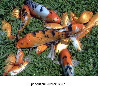 Crap KOI - Am puiet de crap koi de 5-8cm la5 lei/buc - SPECII DE PESTI