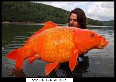 Crap KOI - De pe NET : This just in from the "strange but - SPECII DE PESTI