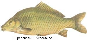 Crapul - Istoric - Specii de crap - Cyprinus Carpio este cel mai de seama membru al - SPECII DE PESTI