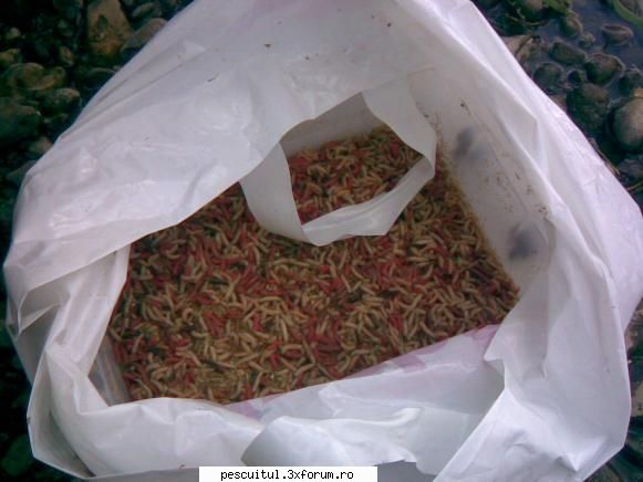 Crisul Alb - 2 Kg de viermi am avut la noi - JURNAL DE PARTIDA - POVESTIRI PE-NDELETE !