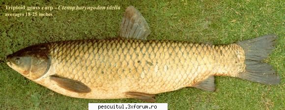 Cteno ( tenul , amurul alb ) - Pescuitul la cteno - Pentru pescarii de crap ..... cea de-a - SPECII DE PESTI