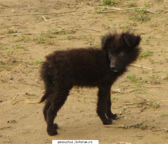 Dragoesti - Balta satului - Si nu in ultimul rand , sa va prezint pe cel mai - LOCURI DE PESCUIT - BALTI