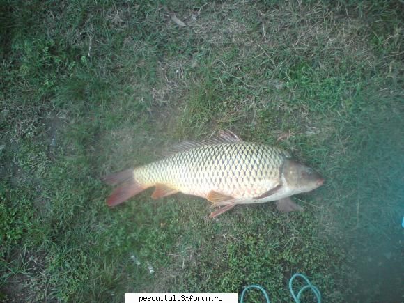 Dunarea . Calarasi, km fv 370 - Giurgiu, km fv 510 - Pe o ceata"crunta - PESCUIT LA DUNARE SI IN DELTA DUNARII