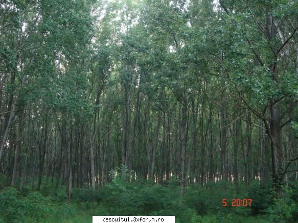 Dunarea . Calarasi, km fv 370 - Giurgiu, km fv 510 - Iata si prima con - PESCUIT LA DUNARE SI IN DELTA DUNARII