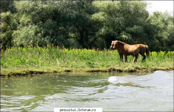 Dunarea de-a lungul Europei ! - Modigliani - PESCUIT LA DUNARE SI IN DELTA DUNARII