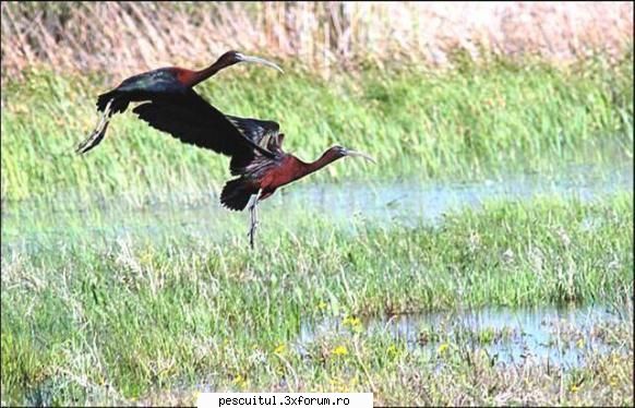 Dunarea de-a lungul Europei ! - Modigliani - PESCUIT LA DUNARE SI IN DELTA DUNARII