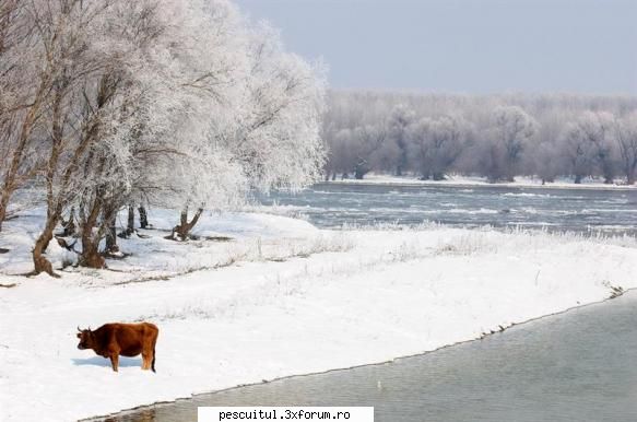 Dunarea iarna . Superba ca in tot anul ! - Imi pare rau ca sunt - PESCUIT LA DUNARE SI IN DELTA DUNARII