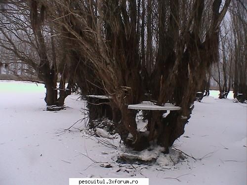 Dunarea iarna . Superba ca in tot anul ! - Modigliani - PESCUIT LA DUNARE SI IN DELTA DUNARII