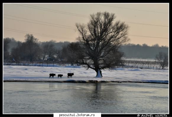 Dunarea iarna . Superba ca in tot anul ! - Modigliani - PESCUIT LA DUNARE SI IN DELTA DUNARII