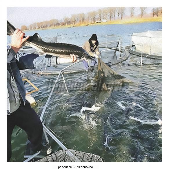 Dunarea la Cazane - Cititi asta acum 2 ani a fost facuta aici o - PESCUIT LA DUNARE SI IN DELTA DUNARII