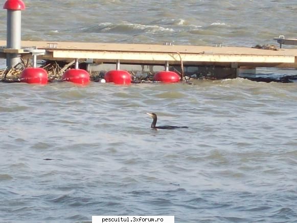 Dunarea la Galati - Singura care poate mai prindea peste - PESCUIT LA DUNARE SI IN DELTA DUNARII