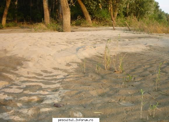 Dunarea pe teritoriu, de la Calarasi aval - Urmele fostelor japse - PESCUIT LA DUNARE SI IN DELTA DUNARII