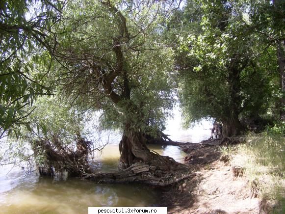 Dunarea pe teritoriu, de la Calarasi aval - si ceva de pe bratul Chili - PESCUIT LA DUNARE SI IN DELTA DUNARII