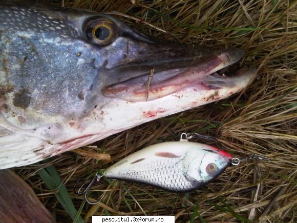E noiembrie! Unde mergem dupa rapitori?? - Nemernic - PESCUIT LA RAPITORI - DISCUTII GENERALE