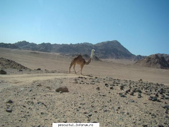 Egipt - Sharm El Sheikh - Urmatoarea zi .... Safari ... cu vizite la - CALATORII SI INTALNIRI