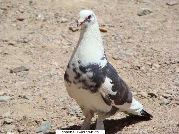 Egipt - Sharm El Sheikh - Porumbel de Sahara - CALATORII SI INTALNIRI