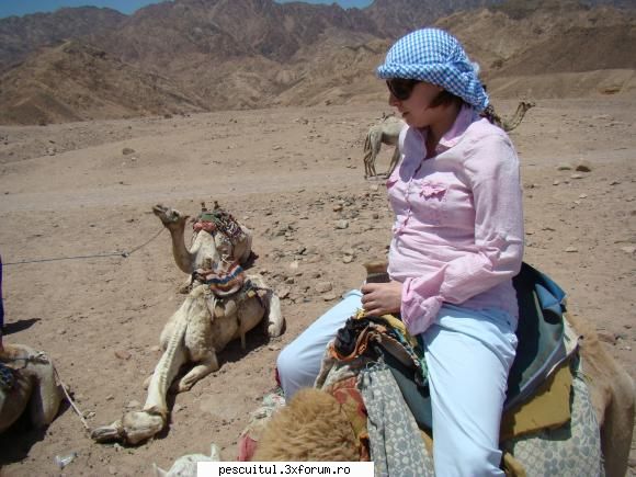Egipt - Sharm El Sheikh - Urmatoarea oprire .... la struto-camiloasele - CALATORII SI INTALNIRI