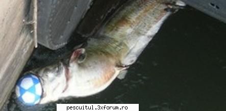 Fish story - Asta este somn de-al nostru... din Germania, insa - DISCUTII DIVERSE DESPRE PESCUIT