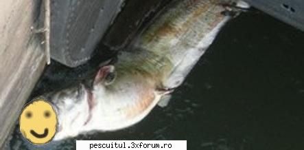 Fish story - ala e trucaj! asta e poza originala! - DISCUTII DIVERSE DESPRE PESCUIT