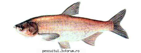 Fitofagul - Pescuitul fitofagului - Denumire: Fitofag( Hypophthalmichthys Molitrix - SPECII DE PESTI