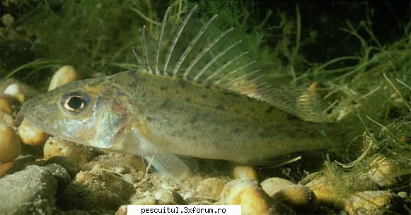 Ghibortul - Pescuitul ghibortului - acesta este ghibortul,si daca are peste 7 cm ( - SPECII DE PESTI