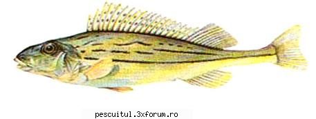 Ghibortul - Pescuitul ghibortului - Denumire: Ghibort ( Acerina cernua ) Familia - SPECII DE PESTI