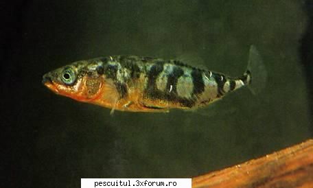 Ghidrinul - Ghidrinul - descriere, raspandire, inmultire - SPECII DE PESTI