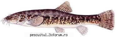 Grindelul (Orthrias barbatulus, Nemachilus barbatulus) - Cipriniform din familia Cobitidae - SPECII DE PESTI