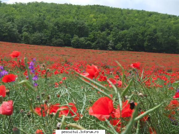HOINARELILE MELE - Duminica am hotarat cu fetele mele sa plecam la o - POZELE MELE - PESCUIT