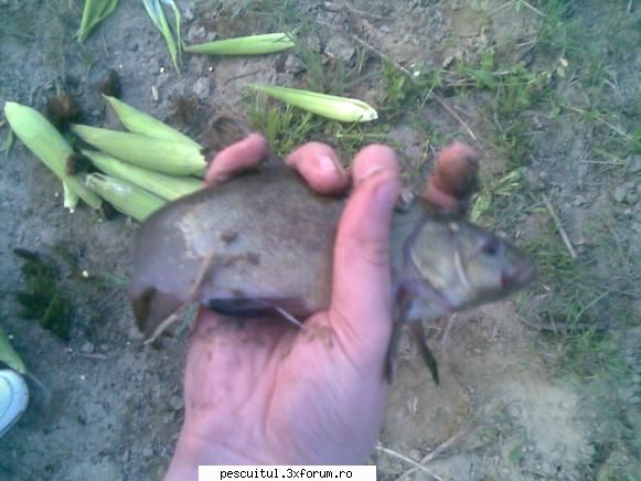 Help please!! - un lin micut... o intr: parca am auzit - PESCUIT STATIONAR