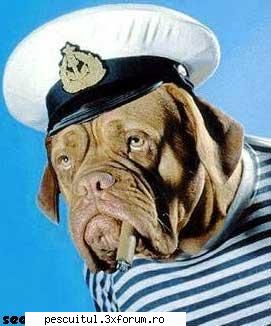 Imagini funny - e mai capitan decat oricare - NEURONU` ZAMBARET - BANCURI , HAIOASE , FUNNY