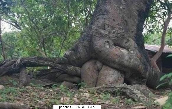 Imagini funny - Modigliani - NEURONU` ZAMBARET - BANCURI , HAIOASE , FUNNY