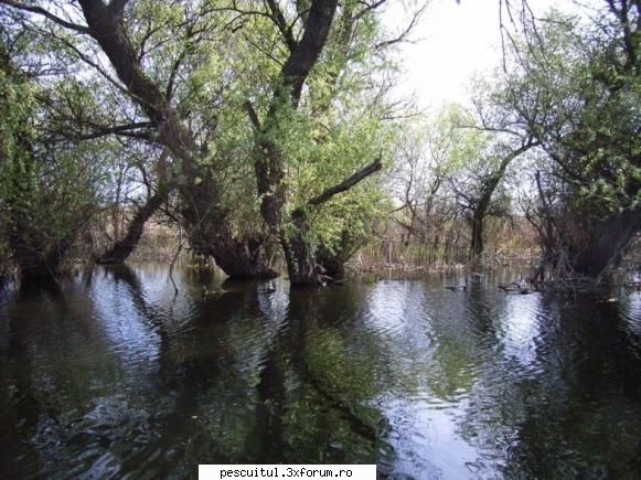 La pescuit in ,, Rai " - Drignei - POZELE MELE - PESCUIT