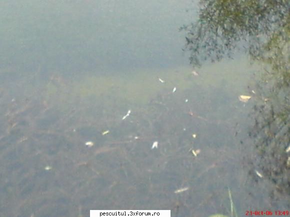 ,,Lacul secret,, - forraialina - LOCURI DE PESCUIT - BALTI