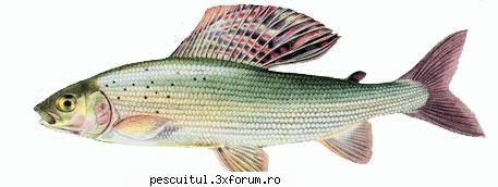 Lipanul - Pescuitul lipanului - Denumire: Lipan ( Thymallus Thymallus ) Familia - SPECII DE PESTI