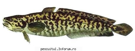 Mihaltul - Pescuitul mihaltului - Denumire: Mihalt (Lotta lotta) Familia: Siluride - SPECII DE PESTI