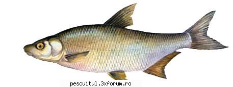 Morunas - Pescuitul morunasului - Denumire: Morunas( Vimba vimba ) Familia - SPECII DE PESTI