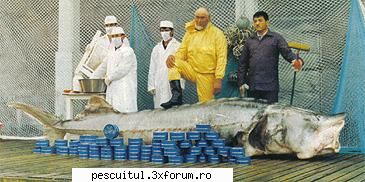 Morunul - Totul depre morun - Recordul mondial category: other methods weight - SPECII DE PESTI